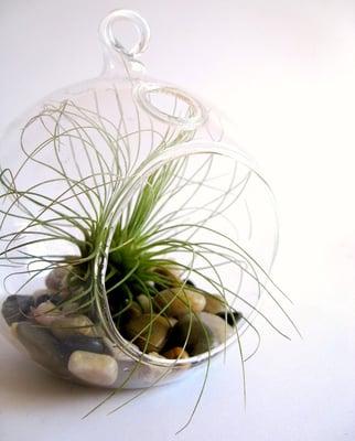 http://www.glassvasesdepot.com/products.php?cat=120 - Hanging Terrarium Air Plants & Candle Holders