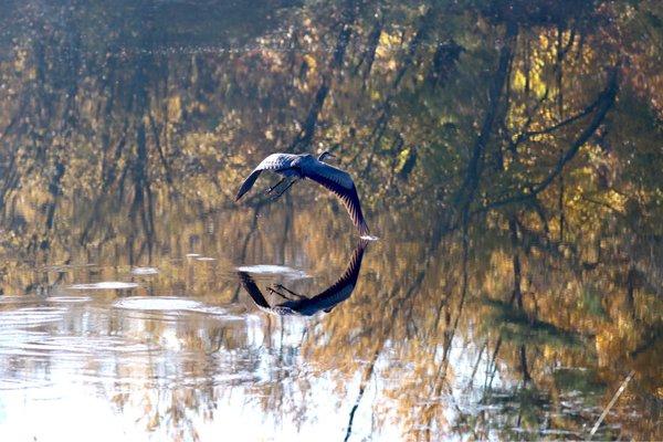 Great Blue Heron