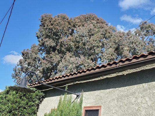 Too short roof tiles. No overhang to the gutters.