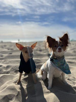 Cooper and his girlfriend, two days after grooming