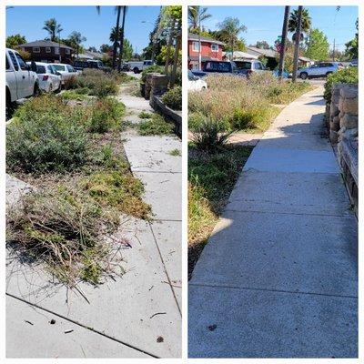 Native California low water garden trimming and weeding