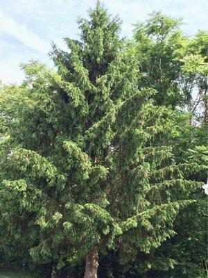 Beautiful Trees. Taken Previously Posted 06/25/23