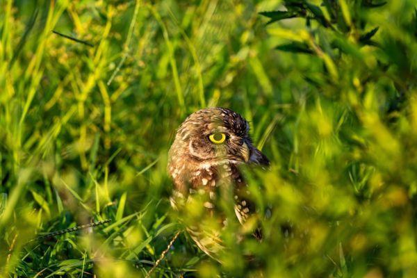 What's that? Is that a burrowing owl?