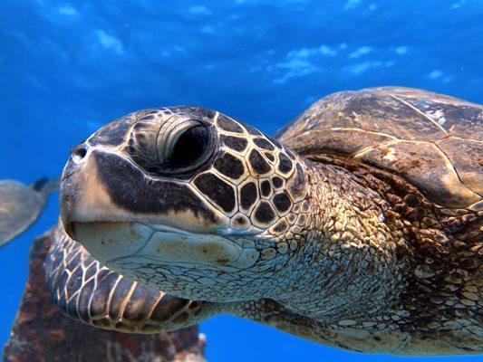 Green sea turtle