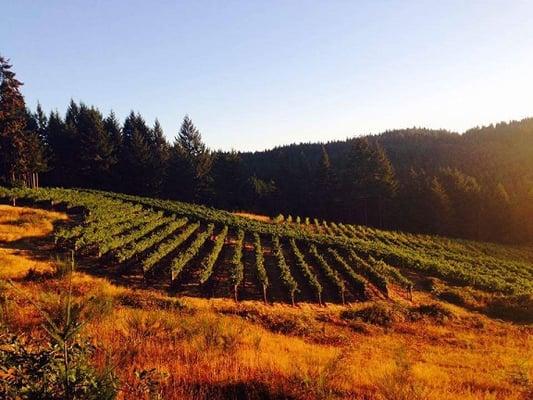 View from above the Vineyard.