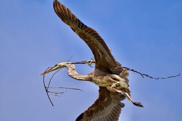 Great Blue Heron.