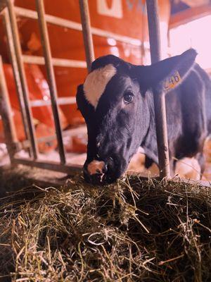 A baby cow on the Amish dairy farm tour!