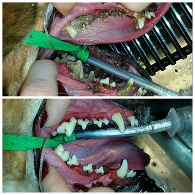 Canine Dental Top Before and Bottom After