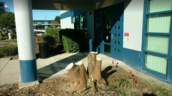 Stump we were contacted to remove.  The next photo shows a shield we use to prevent damage to nearby windows.