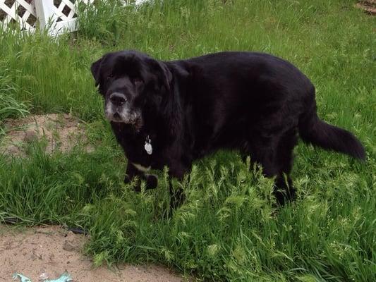 Zook, Newfoundland mix.