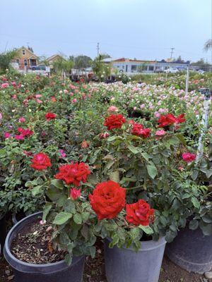 Fontana Nursery