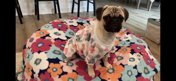 My boy boy! A very handsome Mr. Puggie Lee Wiggles with his new Dinosaur jammies. He's so healthy thanks Dr. Rivera and staff at Four Paws!