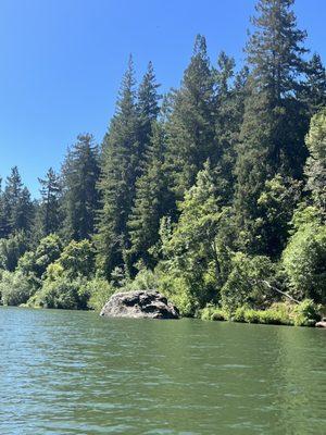 River and redwoods