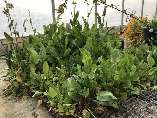 Bountiful french sorrel.