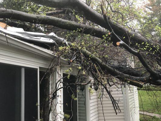 Tree damage