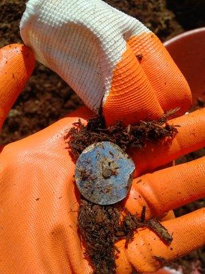 Found in the mulch that was delivered to my home when I ordered certified play area safe cedar wood chips