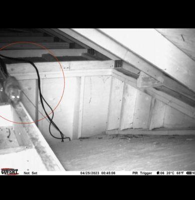 A huge rat in an attic caught on our trap camera.