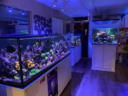 Show room with HIGH VALUE reef tanks