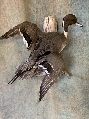 Northern Pintail. Hard to capture the iridescent colors of greens and blues on camera.