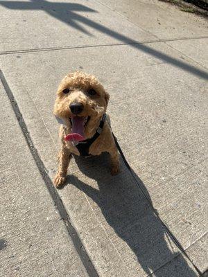 Happy little guy after his haircut!