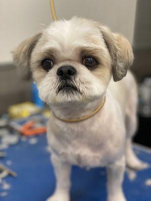 Shih Tzu