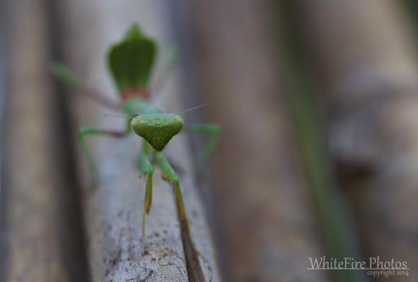 Praying mantis are good insects that eat other insects, so they are beneficial. They are insects, our products unfortunately hurt them also.