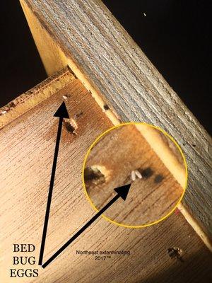 Bed bug eggs are very hard to find unless you know what to look for.