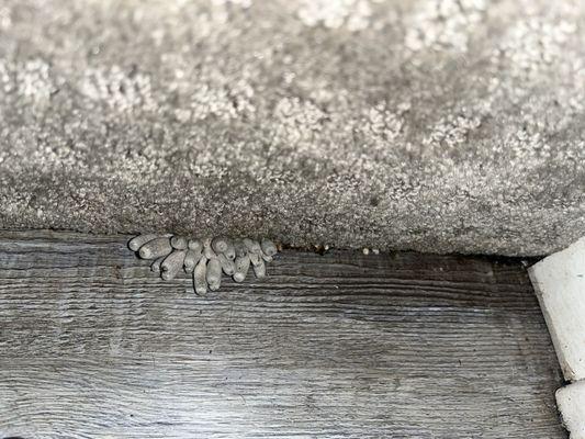 Mushrooms growing at the bottom of the staircase, obviously due to a fungus.