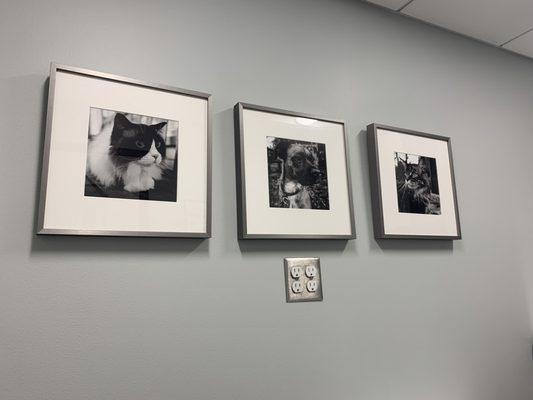 Love these photos in the exam room!