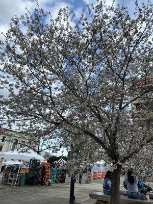 Cherry blossom tree in downtown