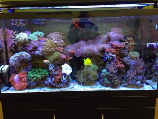 Fish tank in their lobby