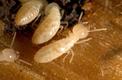 Drywood Termite Larve