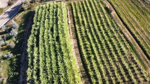 An aerial shot of the sugarcane farm located in Bonsall, CA.