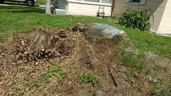 Large stump removal.  Photo 1/4.