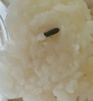 I was absolutely disgusted, I found a bug in my rice and when I took the food back they acted like it was a piece of brown rice