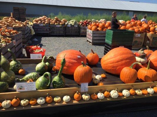 Fresh pumpkins squashes and gourds at the fall festival