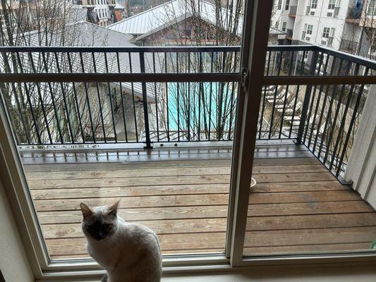 It's me, Lola looking out at the beautiful view of my Eddyline Apartment!