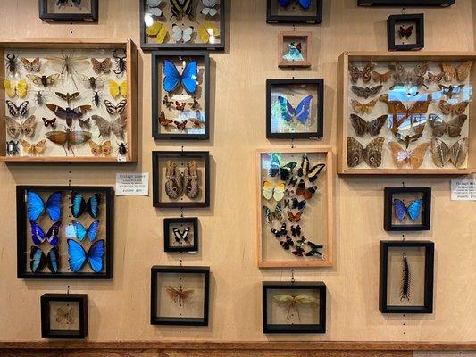 Pinned butterfly displays