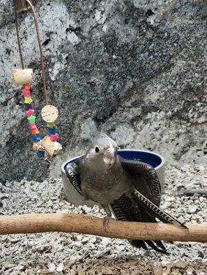 my daughter LOVES Cockatiels!  Caught this gray beauty mid-stretch!