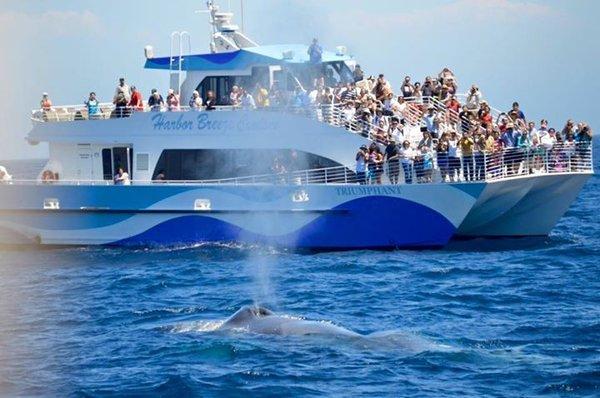 Long Beach Whale Watching