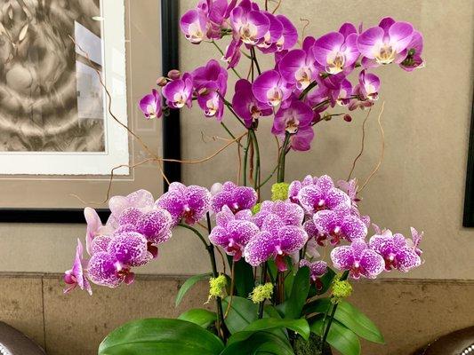 Beautiful orchids