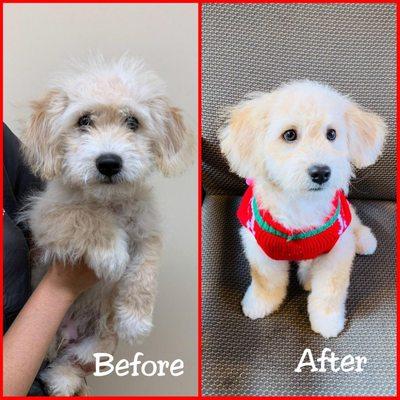 This pup looks ADORABLE after his grooming! Schedule your pets grooming today! Take 50% of your pet's first grooming. One pet per household.