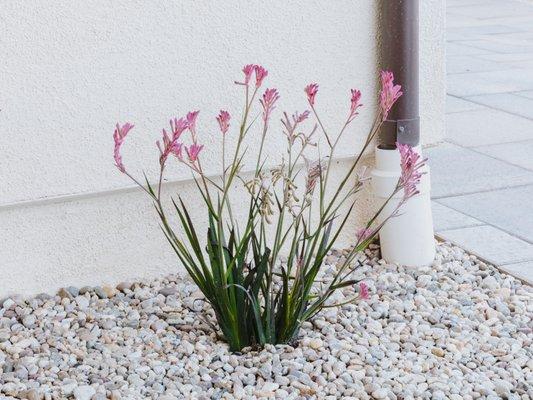 Drought tolerant landscaping - pink kangaroo paw