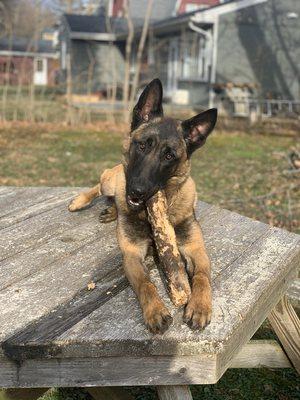 Nappy doing his morning chewing on a stick and not on my house.