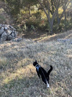 Cat exploring some of the open space