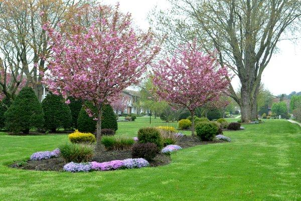 Cherry Tree Court