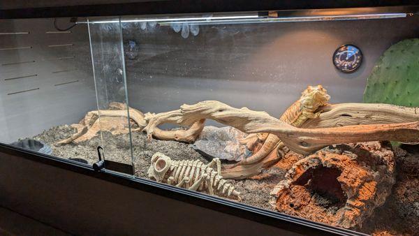 Don't mind the finger prints. I had to set up the drift wood so that my beardie would have a decent basking spot.