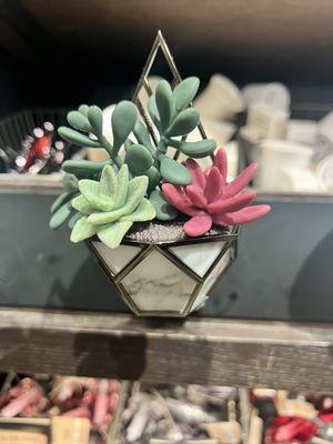 Adorable succulent wallflower holder