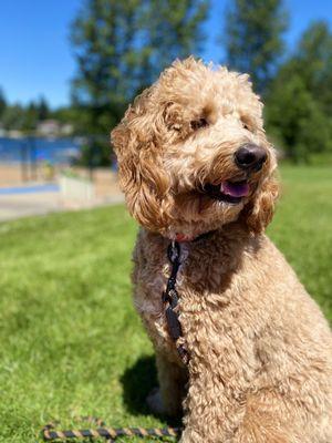 Mister B doing some modeling shoot at the park!