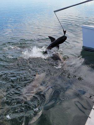 Shark feeding